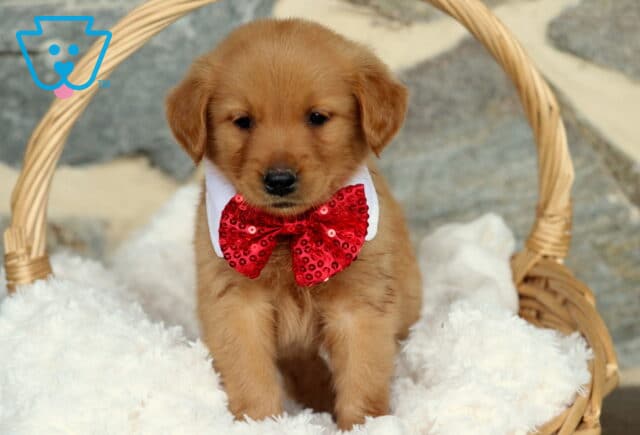 Golden Retriever puppy with soft golden fur wearing a red sequin bow tie and white collar, sitting upright in a wicker basket lined with plush white blankets, posing against a stone wall background. image