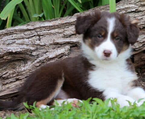 True Border Collie Mix