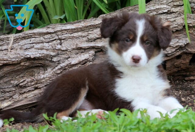 Adorable Border Collie Mix puppy with a fluffy chocolate and white coat rests in the grass, gazing calmly at the camera with expressive eyes, backed by a rustic fallen log. image