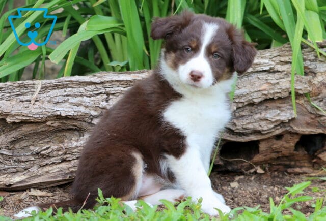 Fluffy Border Collie Mix puppy with a soft brown and white coat sits sweetly in front of a large log, looking gently at the camera with curious eyes and perked ears. image