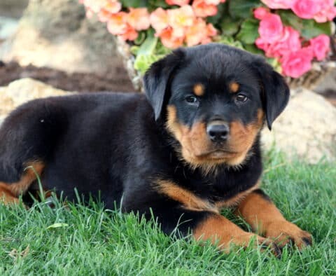 True Rottie