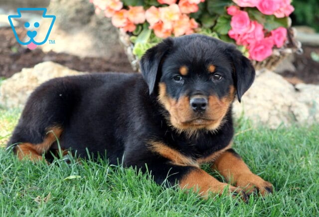 Adorable Rottweiler puppy lying down on green grass, looking directly at the camera. The background features bright pink flowers and light-colored rocks. image