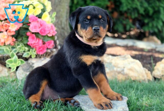 Sweet Rottweiler puppy sitting on a stone in the grass, wearing a pale pink collar. The background features colorful flowers and decorative rocks. image