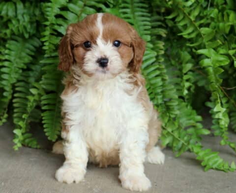Adorable Cavapoo puppy with a soft, wavy caramel and white coat sitting sweetly in front of lush green ferns on a concrete floor.