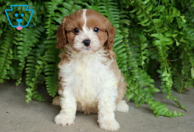 Adorable Cavapoo puppy with a soft, wavy caramel and white coat sitting sweetly in front of lush green ferns on a concrete floor. image