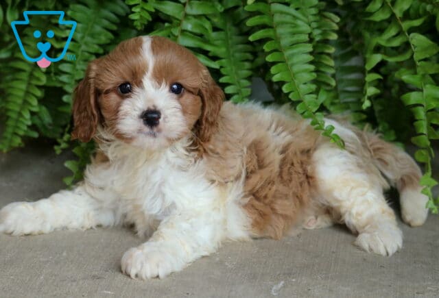 Charming Cavapoo puppy with a curly tan and white coat lying down on a concrete surface, surrounded by vibrant green ferns. image