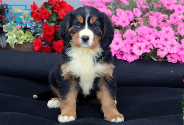 Truly Mini Bernese image