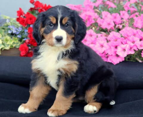 Truly Mini Bernese2