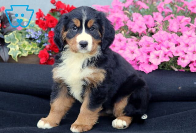 Truly Mini Bernese2 image