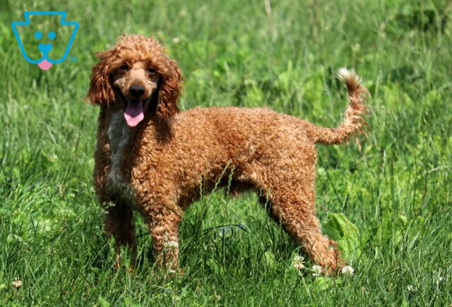 Tucker Mini Poodle Elmer & Malinda Esh image