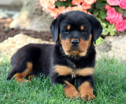 Tulip Rottie