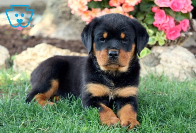 Adorable Rottweiler puppy lying in the grass with front paws crossed, looking calmly at the camera. The pup is framed by bright pink and peach flowers and large rocks in a garden setting. image