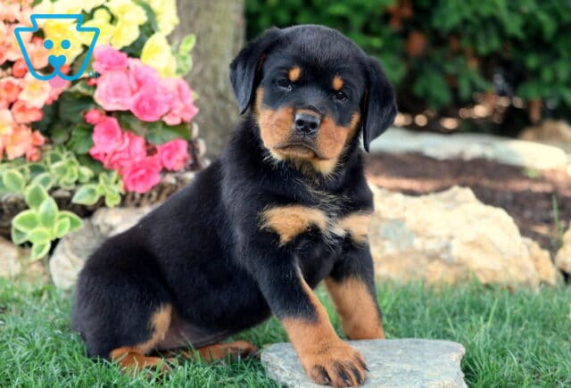 Alert Rottweiler puppy sitting on a flat stone in the grass, with one paw forward. The background features colorful blooming flowers and large decorative rocks. image