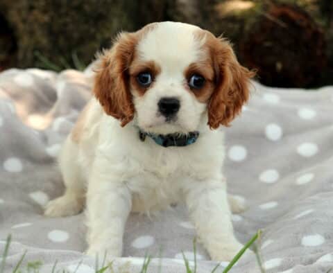 Adorable Cavalier King Charles Spaniel puppy with soft white fur and chestnut markings looks directly at the camera while standing on a gray polka-dot blanket, wearing a blue plaid collar.
