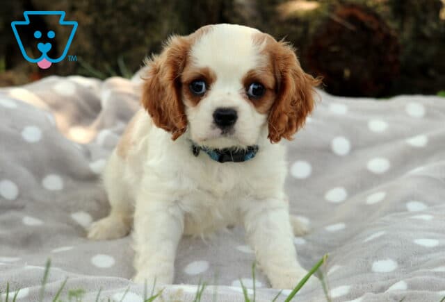 Adorable Cavalier King Charles Spaniel puppy with soft white fur and chestnut markings looks directly at the camera while standing on a gray polka-dot blanket, wearing a blue plaid collar. image