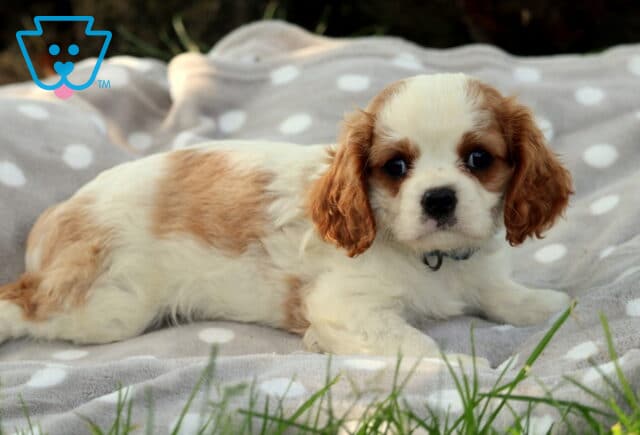 Sweet Cavalier King Charles Spaniel puppy with a soft white and tan coat lies down on a light gray polka-dot blanket, gazing up with big, expressive eyes and wearing a light blue collar. image