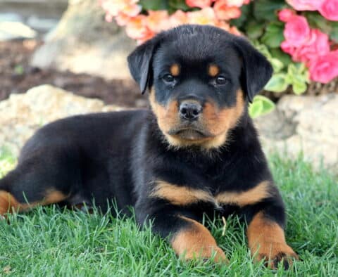Turbo Rottie