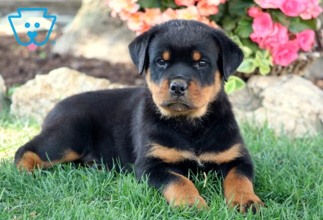 Rottweiler puppy laying in the grass with a calm expression, surrounded by rocks and colorful flowers in the background. image