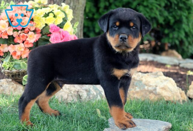 Alert Rottweiler puppy standing confidently on a flat rock, with bright flowers and greenery in the background. image