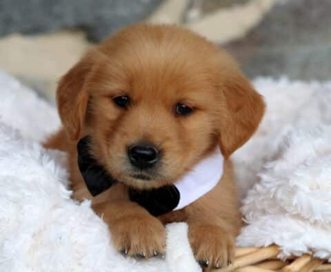 Adorable Golden Retriever puppy with a fluffy caramel coat wearing a black bow tie and white collar, resting its paws on the edge of a wicker basket lined with soft white blankets.