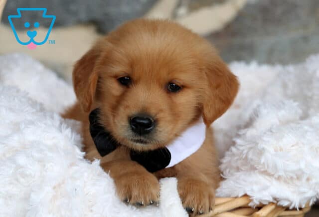 Adorable Golden Retriever puppy with a fluffy caramel coat wearing a black bow tie and white collar, resting its paws on the edge of a wicker basket lined with soft white blankets. image