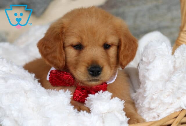 Golden Retriever puppy with a soft golden coat lounging on a fluffy white blanket, wearing a sparkly red bow tie and white collar inside a wicker basket. image