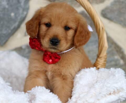 Golden Retriever puppy sitting upright in a wicker basket lined with fluffy white blankets, wearing a sparkly red bow tie and looking sweetly at the camera.
