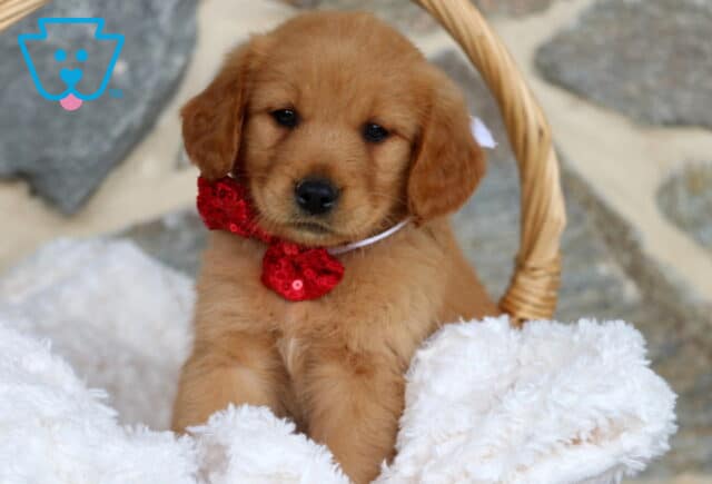 Golden Retriever puppy sitting upright in a wicker basket lined with fluffy white blankets, wearing a sparkly red bow tie and looking sweetly at the camera. image