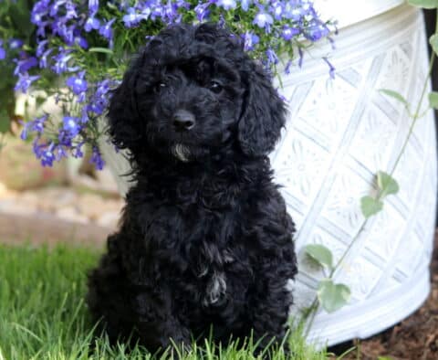 Twila Mini Poodle