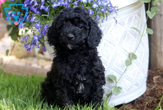 Twila Mini Poodle image