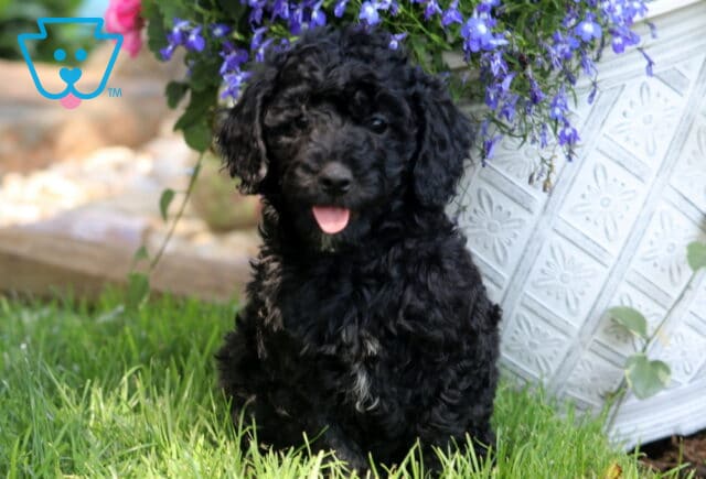 Twila Mini Poodle2 image