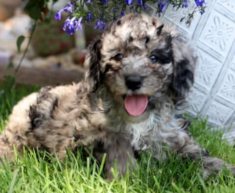 Twinkles Mini Poodle