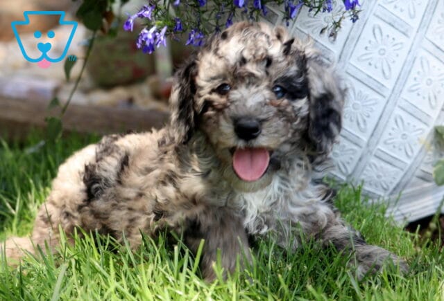 Twinkles Mini Poodle image