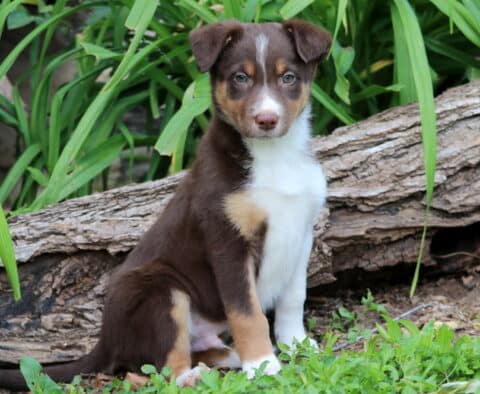 Twister Border Collie Mix