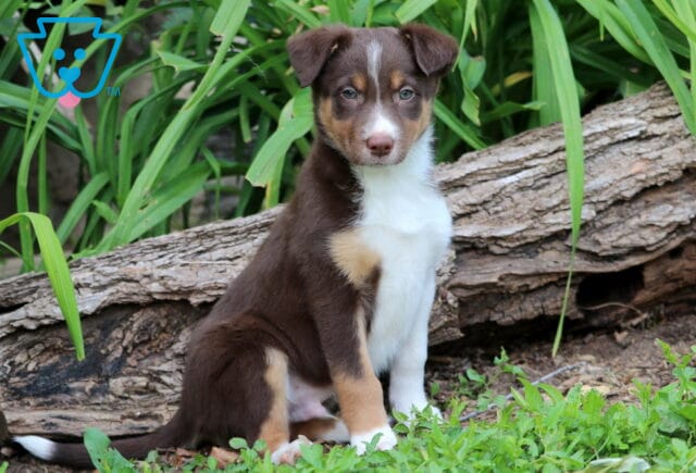 Border Collie Mix puppy with a sleek brown and white coat and tan markings sits in front of a log and greenery, gazing calmly at the camera with alert eyes. image