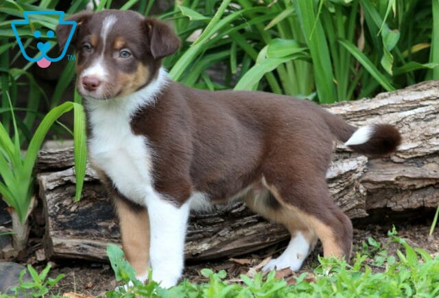 Border Collie Mix puppy with a chocolate brown coat, white chest, and tan markings stands confidently in the grass near a fallen log and leafy green plants. image
