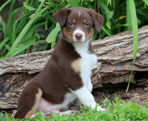 Twix Border Collie Mix