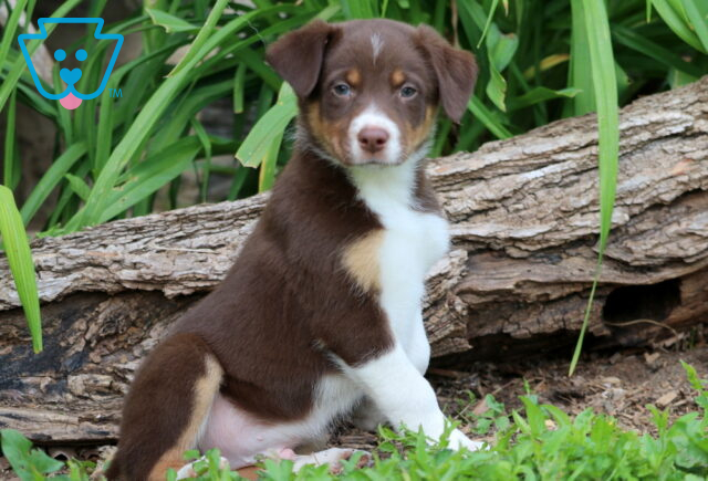 Sweet-faced Border Collie Mix puppy with a chocolate and white coat and tan accents sits in the grass near a log, posing calmly with bright, attentive eyes. image