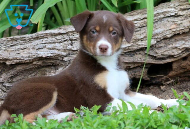 Border Collie Mix puppy with a chocolate brown coat, white chest, and tan highlights lounges in the grass in front of a log, gazing softly at the camera. image