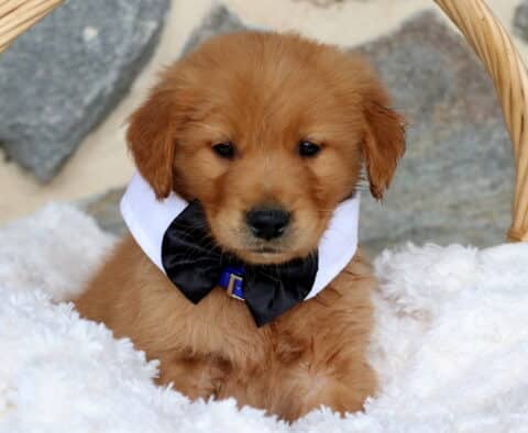 Adorable Golden Retriever puppy in a black bow tie and white collar, nestled in a wicker basket with a cozy white blanket, posing sweetly against a stone background.