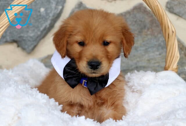 Adorable Golden Retriever puppy in a black bow tie and white collar, nestled in a wicker basket with a cozy white blanket, posing sweetly against a stone background. image