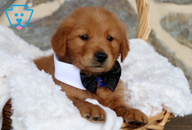 Golden Retriever puppy lounging in a wicker basket, wearing a crisp white collar with a black bow tie, surrounded by fluffy white bedding and a stone wall backdrop. image