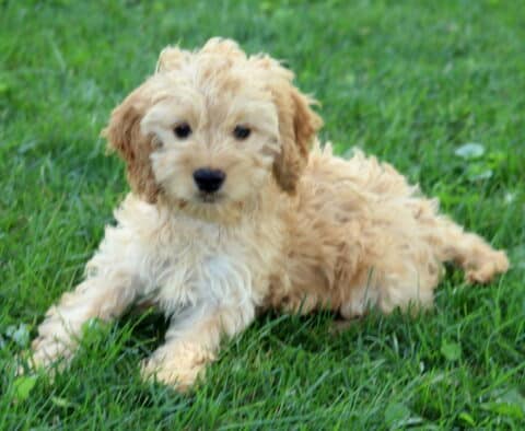 Light cream-colored Cockapoo puppy with wavy fur lies in the grass, gazing gently at the camera with a relaxed and playful expression.