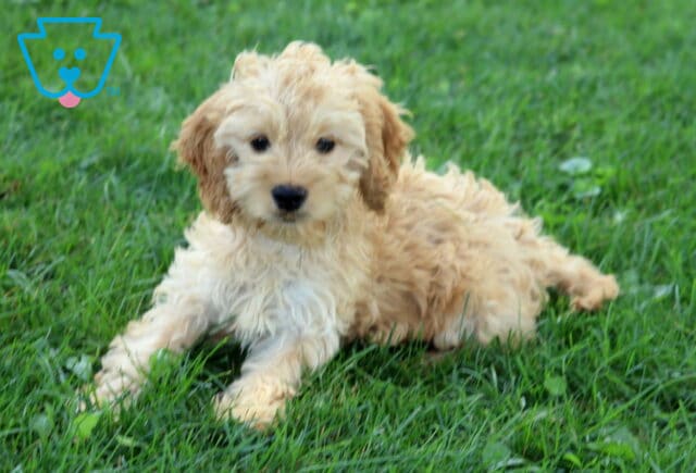Light cream-colored Cockapoo puppy with wavy fur lies in the grass, gazing gently at the camera with a relaxed and playful expression. image