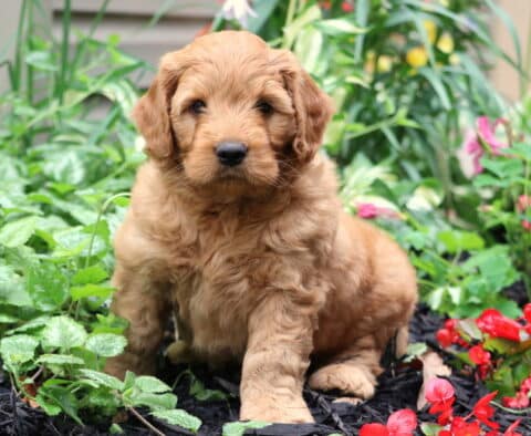 Fluffy Goldendoodle puppy with a wavy apricot coat sitting in a colorful garden bed, surrounded by lush greenery and vibrant red and pink flowers.