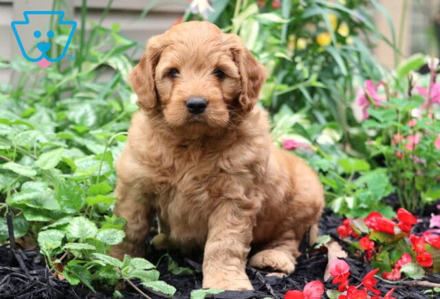 Fluffy Goldendoodle puppy with a wavy apricot coat sitting in a colorful garden bed, surrounded by lush greenery and vibrant red and pink flowers. image