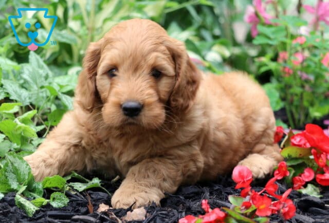 Adorable Goldendoodle puppy with soft, wavy apricot fur laying down in a garden bed, surrounded by lush greenery and bright red flowers. image