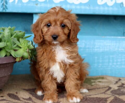 Vanilla Cavapoo