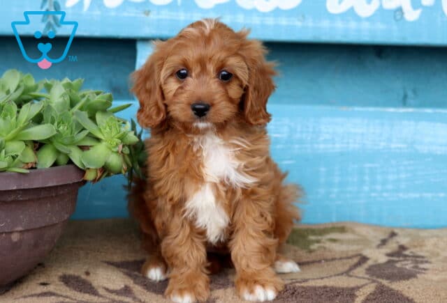 Vanilla Cavapoo image