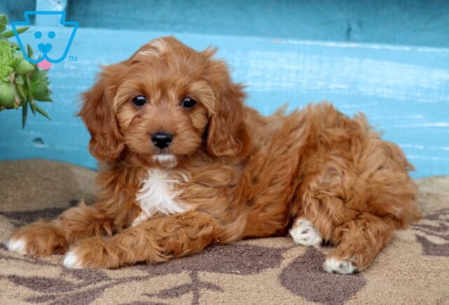 Vanilla Cavapoo2 image